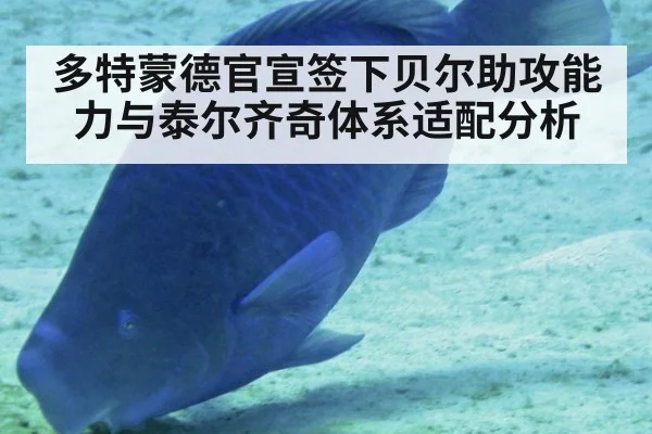 多特蒙德官宣签下贝尔助攻能力与泰尔齐奇体系适配分析 | KAIYUN SPORTS